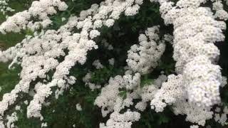 Snowmound Spirea Blooms Every Spring [upl. by Emie]