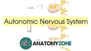 Autonomic Nervous System Introduction [upl. by Ime]