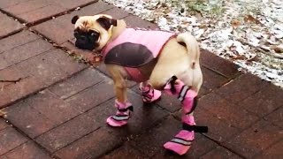 Dogs Try Booties For The First Time [upl. by Odlabu]