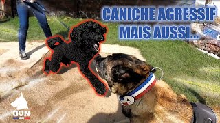 CANICHE AGRESSIF MAIS AUSSI [upl. by Attenauq]