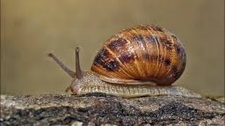 Il risveglio della chiocciola  lumaca   Escargot  Snail  カタツムリ [upl. by Warfeld]