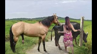 My sister training care her lovely horse in beginner 2021 [upl. by Jenkel]