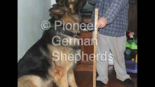 Large German Shepherds  Large German Shepherd breeder in PA [upl. by Abshier532]