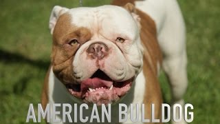 THE AMERICAN BULLDOG  A DOG LOVERS INTRODUCTION [upl. by Nahtal125]