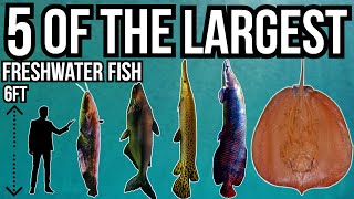 5 of The Largest Freshwater Fish In The World [upl. by Eivets]