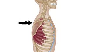 Serratus Anterior  Winged Scapula  Trigger Point Therapy [upl. by Agripina]