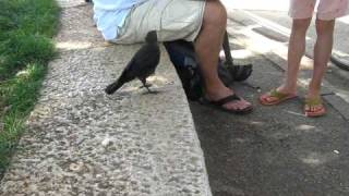 A Very Smart Bird  Thirsty crow comes to humans for help [upl. by Telracs15]