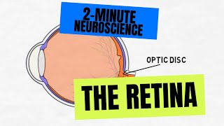 2Minute Neuroscience The Retina [upl. by Ayle]