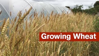 Growing Wheat For The First Time [upl. by Nonnag]