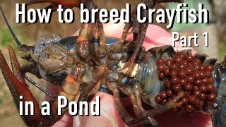 How to Breed CrayfishCrawfish in a Pond 🦞 Part 1 [upl. by Sopher]