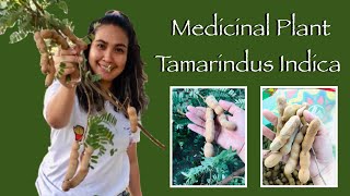 Health Benefits of Tamarind Tamarindus Indica  A Brief Introduction to Its Many Medical Uses [upl. by Taddeusz]