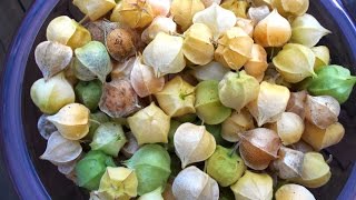 Ground Cherries Gathering and Preparing [upl. by Cherice]