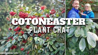 😀 Cotoneaster Plant Chat  SGD 292 😀 [upl. by Crispa]