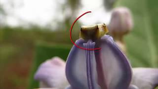 How the pollination and fertilization occur in plants [upl. by Bower637]