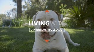 ALL ABOUT LIVING WITH AMERICAN BULLDOGS [upl. by Elyad]