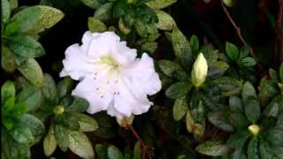 Growing Azaleas [upl. by Bodkin]