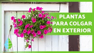 10 PLANTAS COLGANTES de EXTERIOR 🌸🌿 de Sol y de Sombra [upl. by Sadiras]