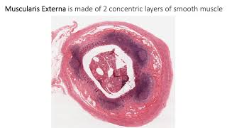 Histology with Chimmalgi Vermiform Appendix [upl. by Tracy773]