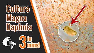 How to culture DAPHNIA MAGNA  The easy way [upl. by Eaneg56]