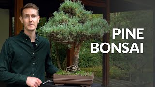 Pine Bonsai trees Pinus [upl. by Eibbor]