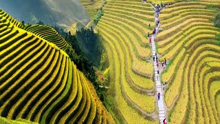 CHINAS UNBELIEVABLE RICE TERRACES TURNED INTO STUNNING TOURIST ATTRACTIONS [upl. by Carmela]