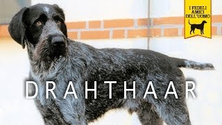 DRAHTHAAR trailer documentario [upl. by Norramic]