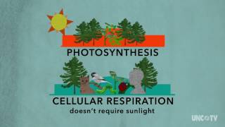 Plant Respiration  Sci NC  PBS North Carolina [upl. by Reinaldos662]