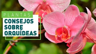 Trucos para cuidar la orquídea  Plantas y flores en VERDECORA [upl. by Babbette]