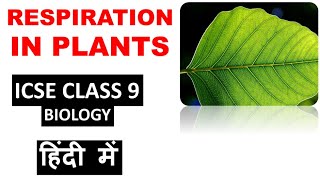 RESPIRATION in PLANTS  ICSE Class 9 Biology [upl. by Kezer]