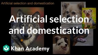 Artificial selection and domestication  Natural selection  AP Biology  Khan Academy [upl. by Mihsah]