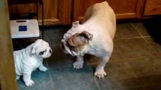 Bulldog Mom and baby playing [upl. by Nibur746]