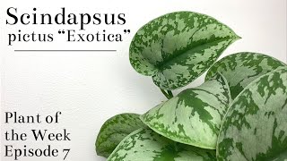 How To Care For Scindapsus pictus “Exotica”  Plant Of The Week Ep 7 [upl. by Bornie]