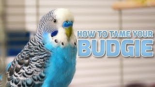 How to Tame Your Budgies  Parakeets [upl. by Buonomo134]