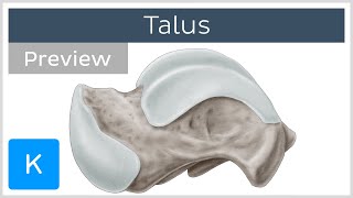 Talus Bone Articulations and Landmarks preview  Human Anatomy  Kenhub [upl. by Anaujait701]