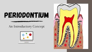 Periodontium Introductory Concepts [upl. by Lari239]