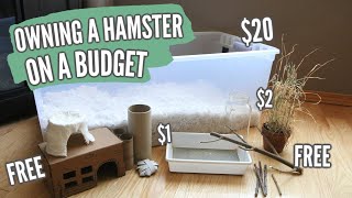 Owning a Hamster on a BUDGET [upl. by Yle]