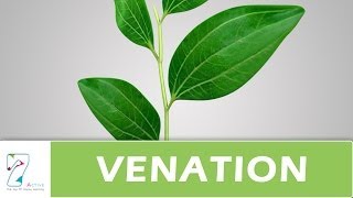 Venation of leaf [upl. by Klina]