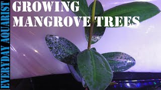 How To Grow Mangrove Tree In Your Aquarium [upl. by Eahsed]