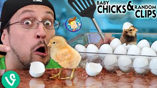 Baby Chicks amp Random Clips FV Family Oreo Escapes [upl. by Alue967]