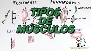 Tipos de Músculos Esqueléticos [upl. by Aleel]