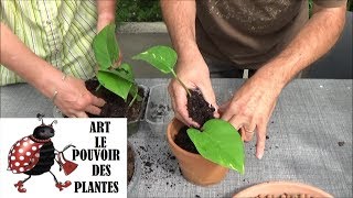 Conseils jardinage Pothos scindapsus Comment faire une bouture et arrosage Plante verte [upl. by Elehcim]