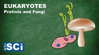 Protists and Fungi [upl. by Vookles]