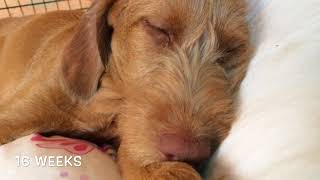 Luca Our Wirehaired Vizsla Puppy [upl. by Neural]