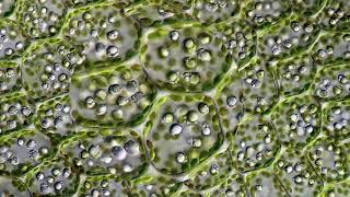 Leaf Cells Through a Microscope [upl. by Wrench]