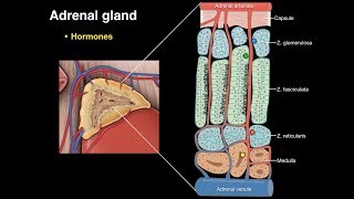 Adrenal gland [upl. by Dinin]