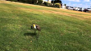 plover protecting eggs [upl. by Niram]