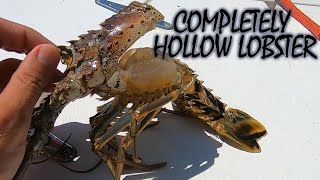 How to Prep and Cook Pre Cooked Lobster [upl. by Cartie]