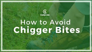 How to Avoid Chigger Bites [upl. by Nali]