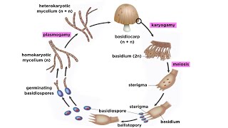 Basidiomycota Part 2 The Mushroom Life Cycle [upl. by Atikihc]