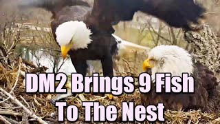 Decorah Eagles Amazing DM2 Brings 9 Fish To The Nest [upl. by Odnama]